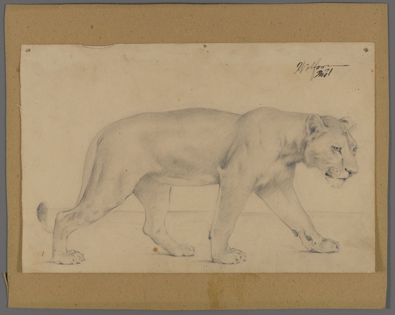 Lionne marchant - Philip H. Wolfrom