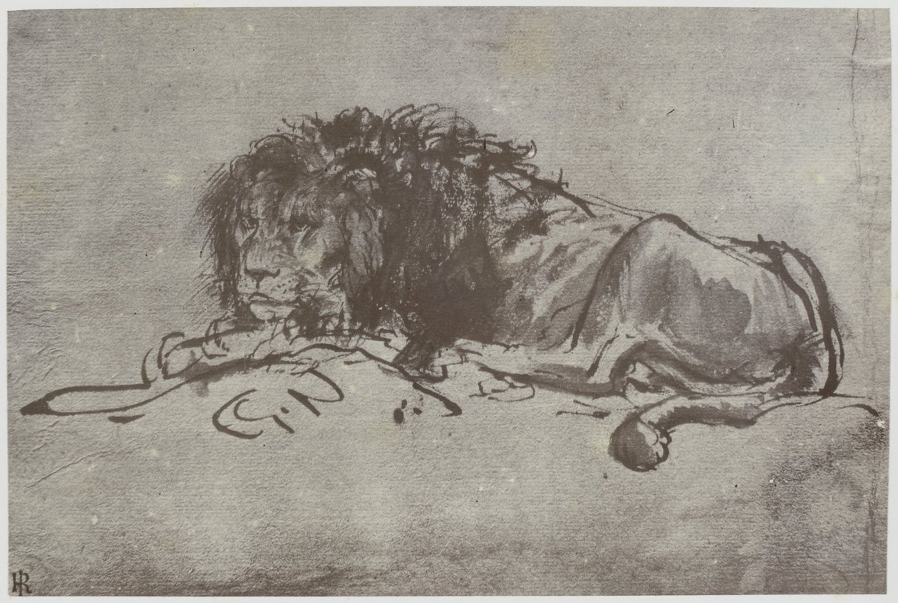 Un lion - Philip Henry Delamotte