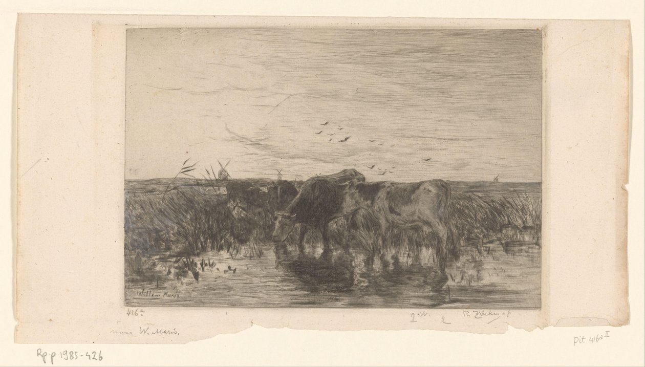 Vaches au bord de l