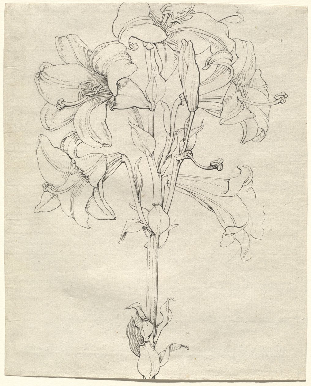 Une tige de lys avec six fleurs - Philipp Otto Runge