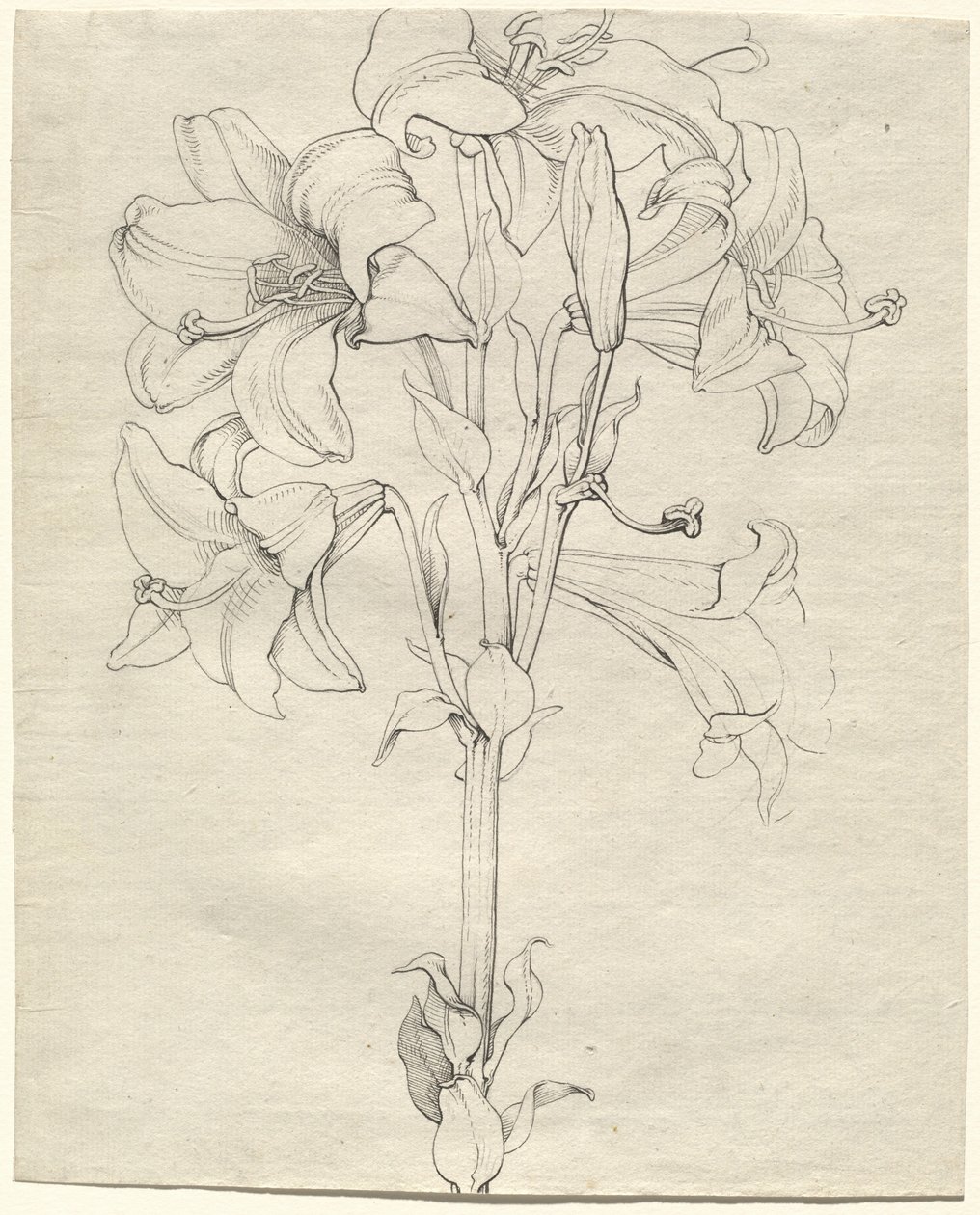Une tige de lys avec six fleurs - Philipp Otto Runge