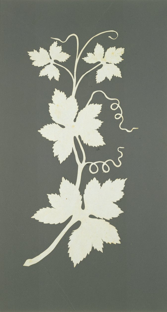 Plante de houblon - Philipp Otto Runge