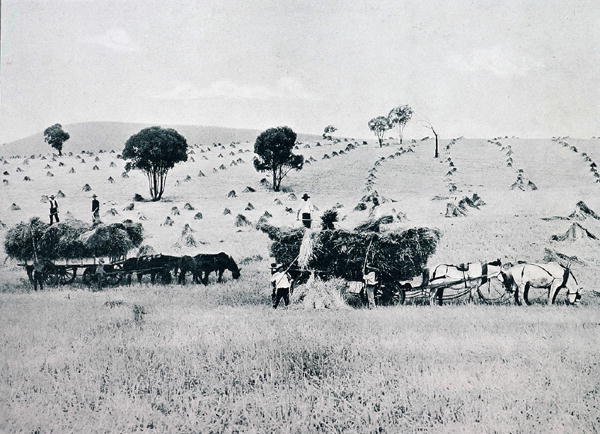 Récolte, Nouvelle-Galles du Sud, vers 1900, de 