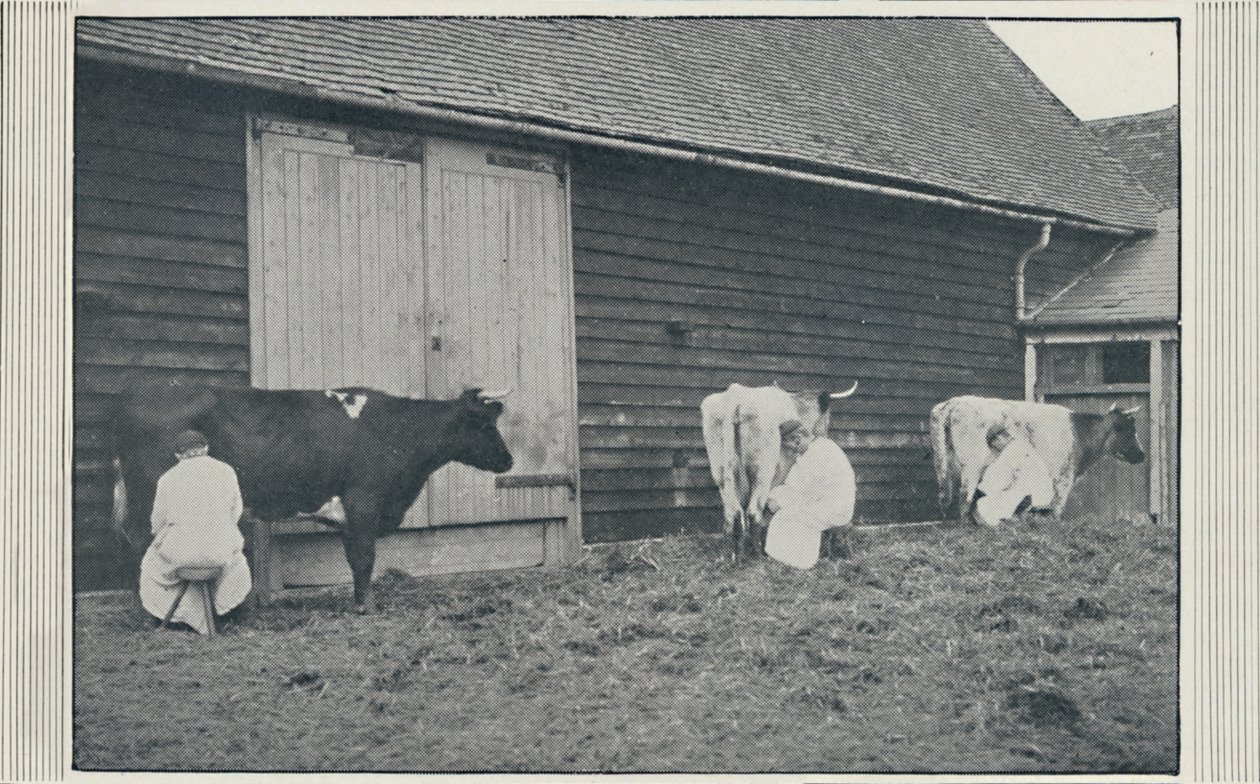 Traite des vaches, 1910 - Pictorial Agency