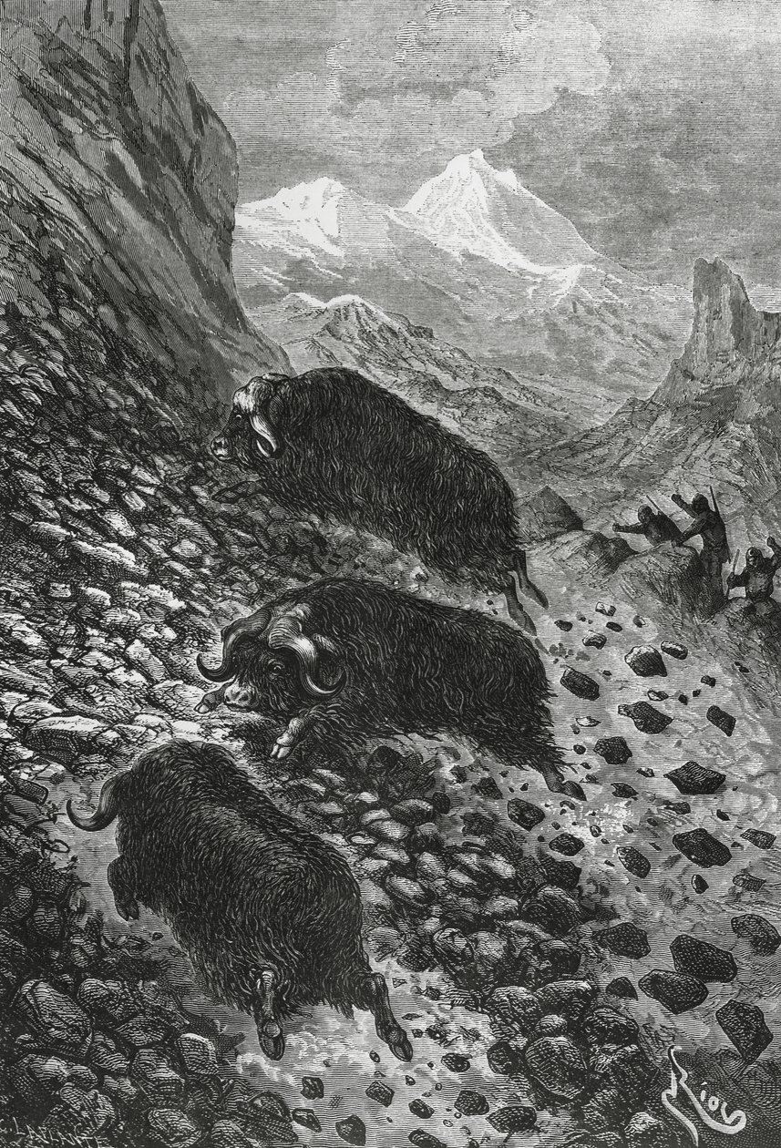 Bœufs musqués, gravure sur bois par Édouard Riou (1833-1900) - Blaise Nicolas Le Sueur