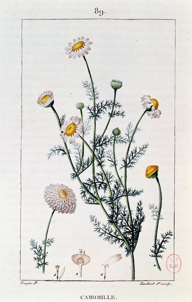 Camomille, reproduction d