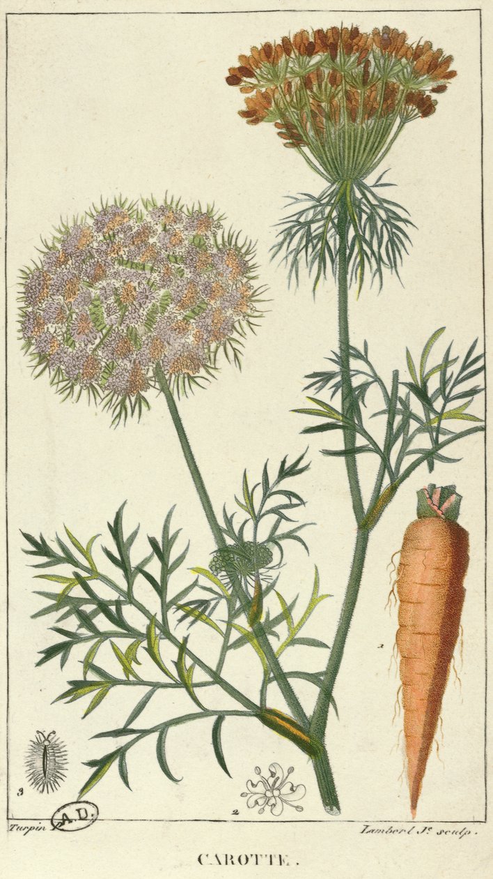 La carotte, gravée par Lambert - Pierre Jean Francois Turpin