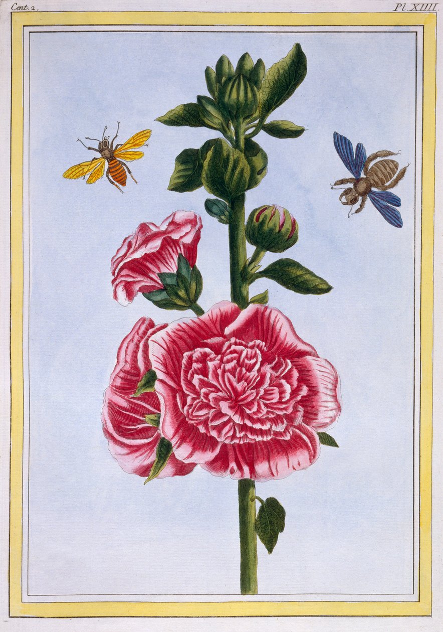 Passerose, c.1776 - Pierre Joseph Buchoz