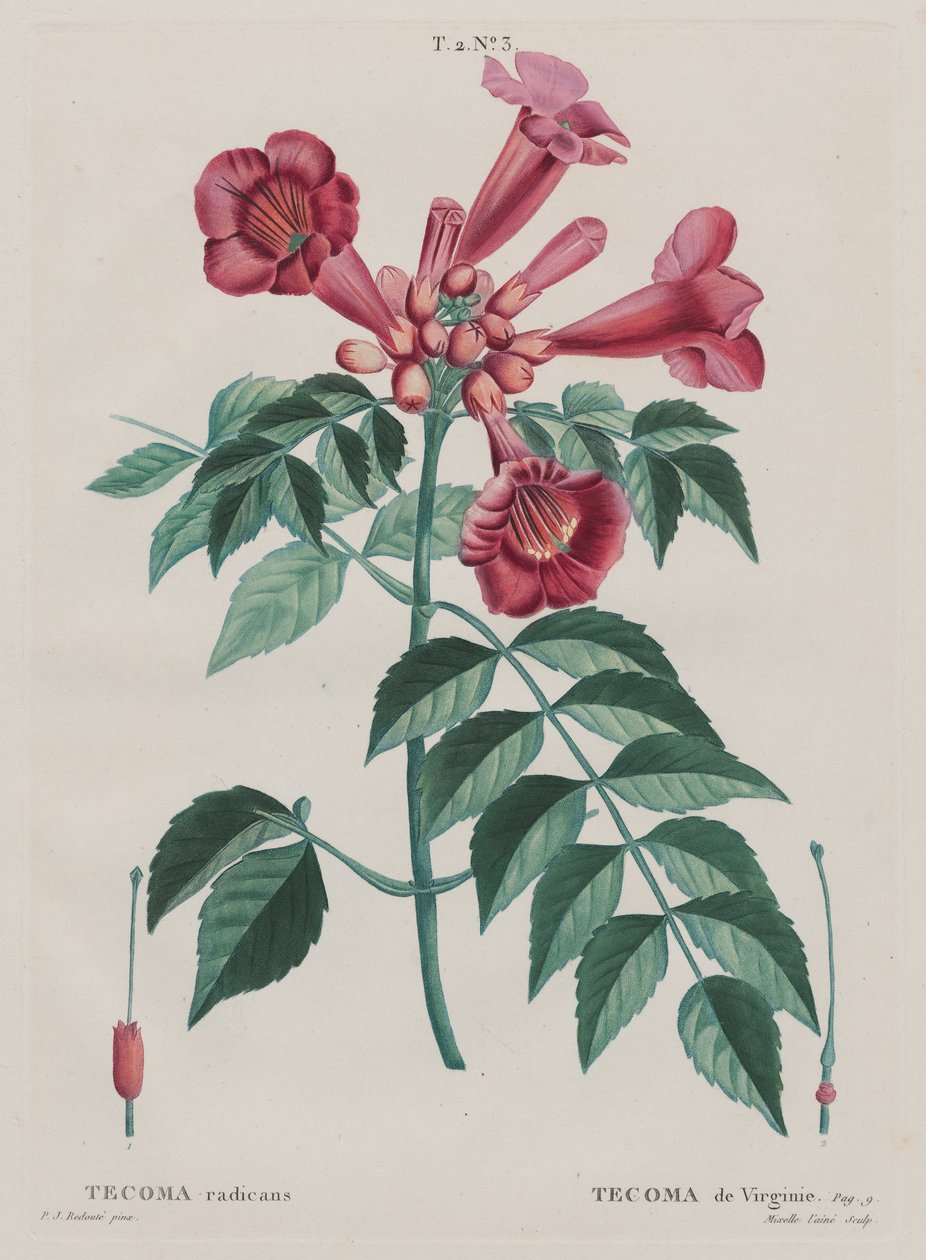 (Campsis radicans Trompette grimpante). (T. 2, no. ...) - Pierre Joseph Redouté