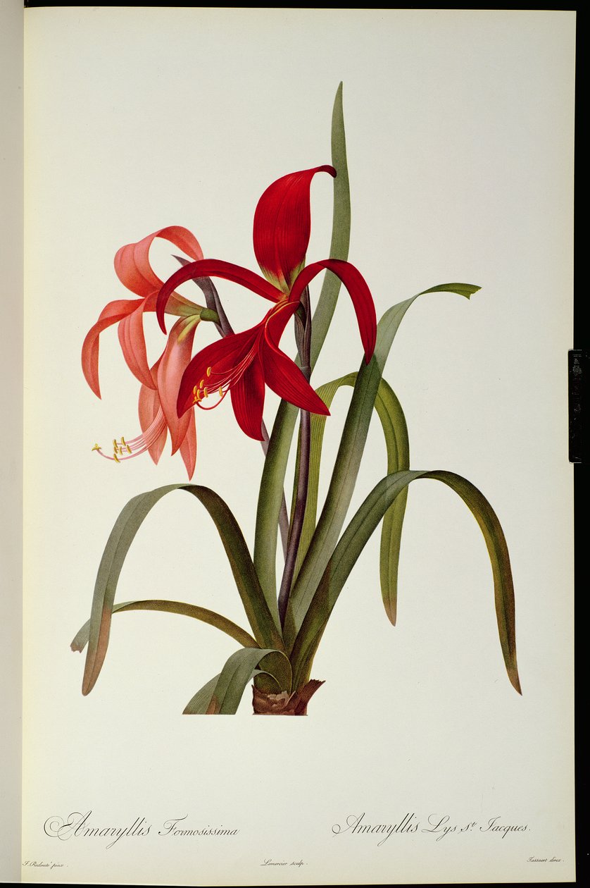 Amaryllis Formosissima, 1808, de 