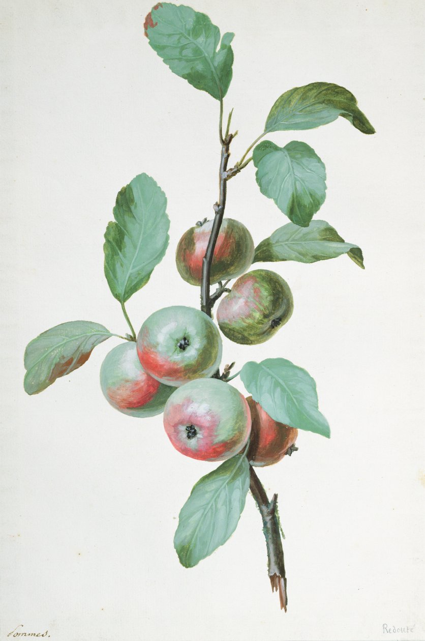 Pommes - Pierre Joseph Redouté