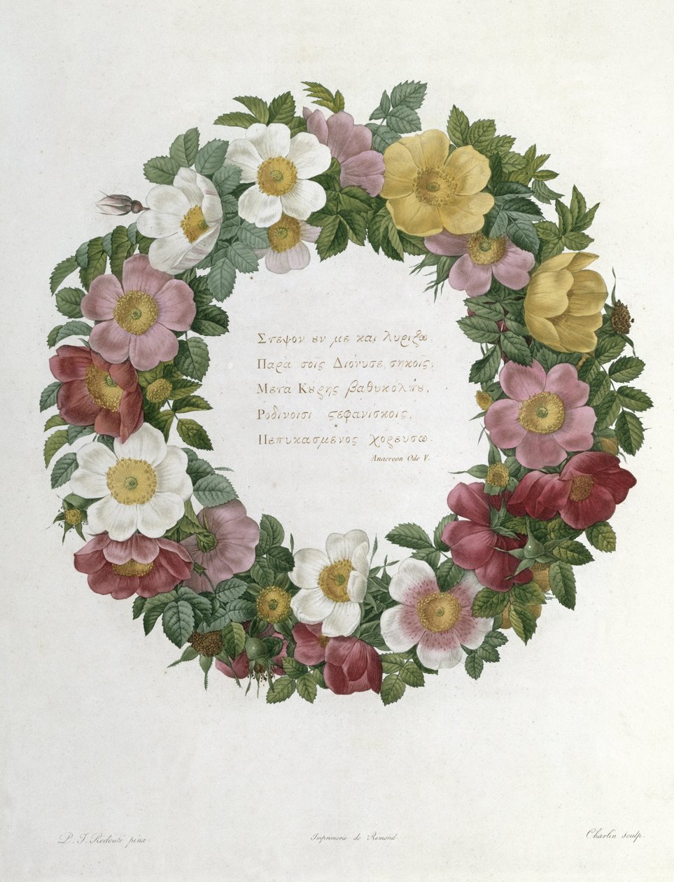 Roses de Noël - Pierre Joseph Redouté