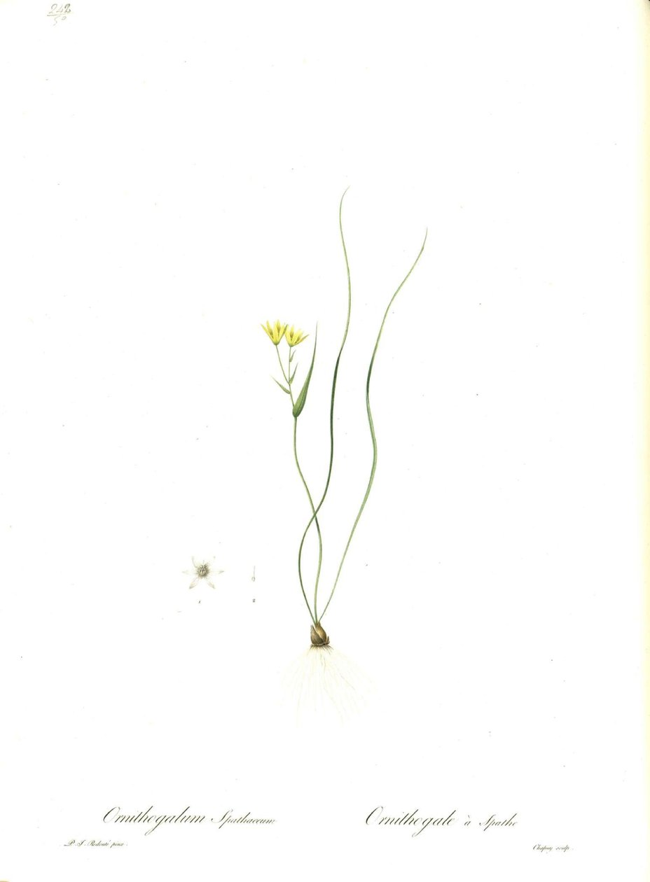 Illustration de Gagea spathacea (Orig. Ornithogalum spathaceum) - Pierre Joseph Redouté