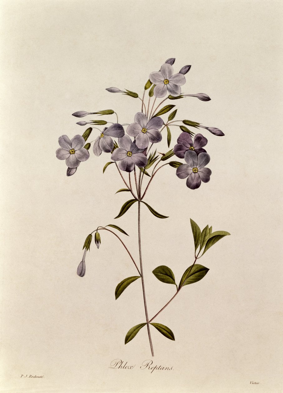 Phlox reptans - Pierre Joseph Redouté