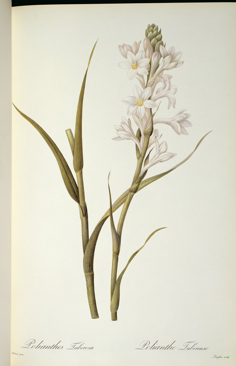 Polianthes Tuberosa, de 