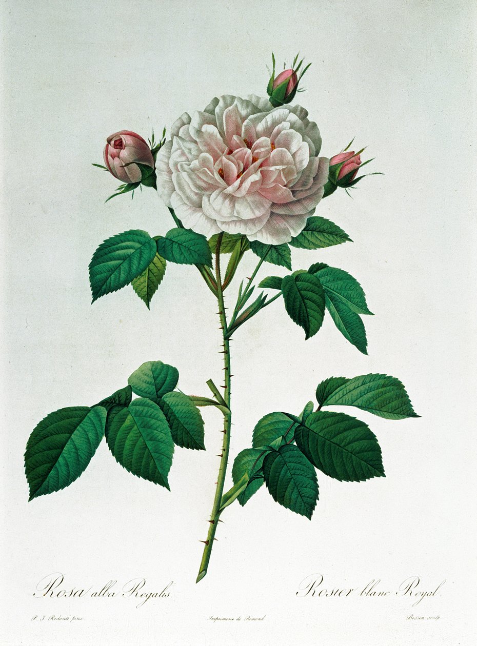Rosa Alba Regalis, gravée par Bessin - Pierre Joseph Redouté