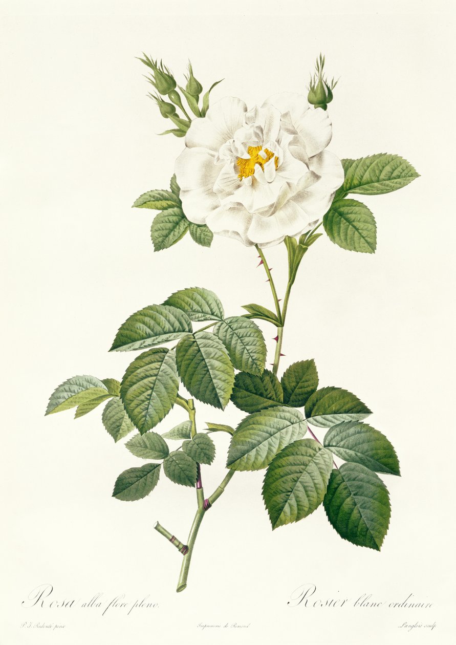 Rosa Alba flore pleno - Pierre Joseph Redouté