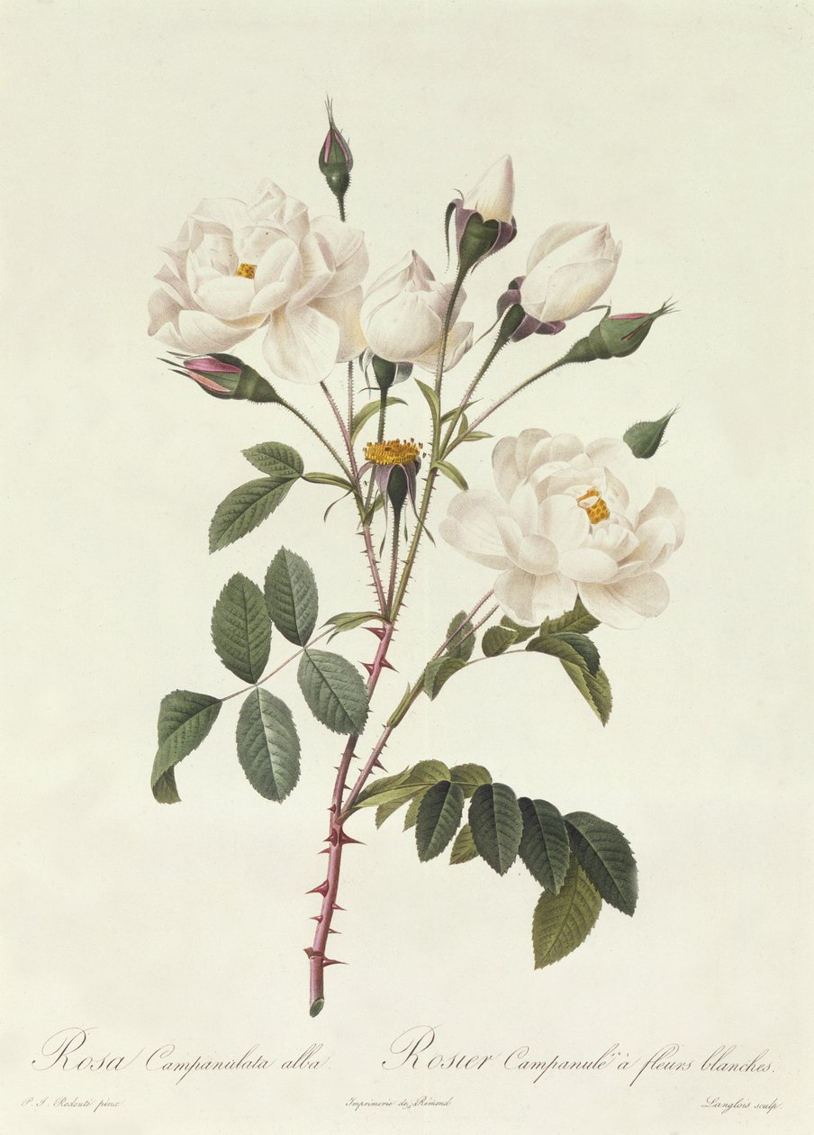 Rosa Campanulata Alba - Pierre Joseph Redouté