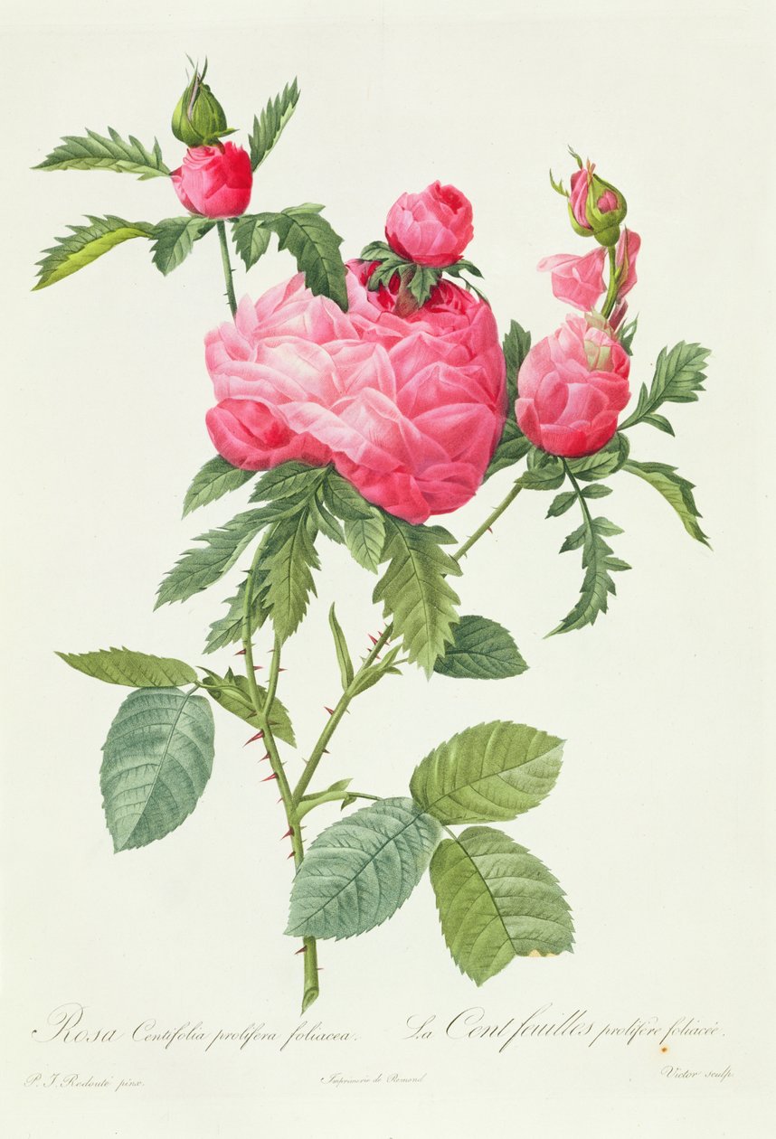 Rosa Centifolia Prolifera Foliacea - Pierre Joseph Redouté