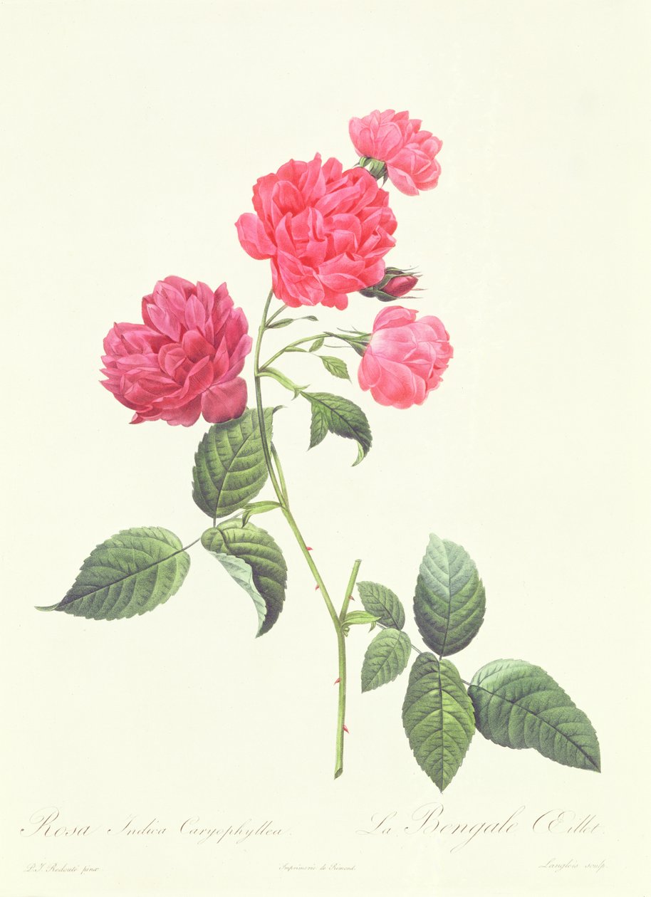 Rosa Indica Caryophyllea - Pierre Joseph Redouté