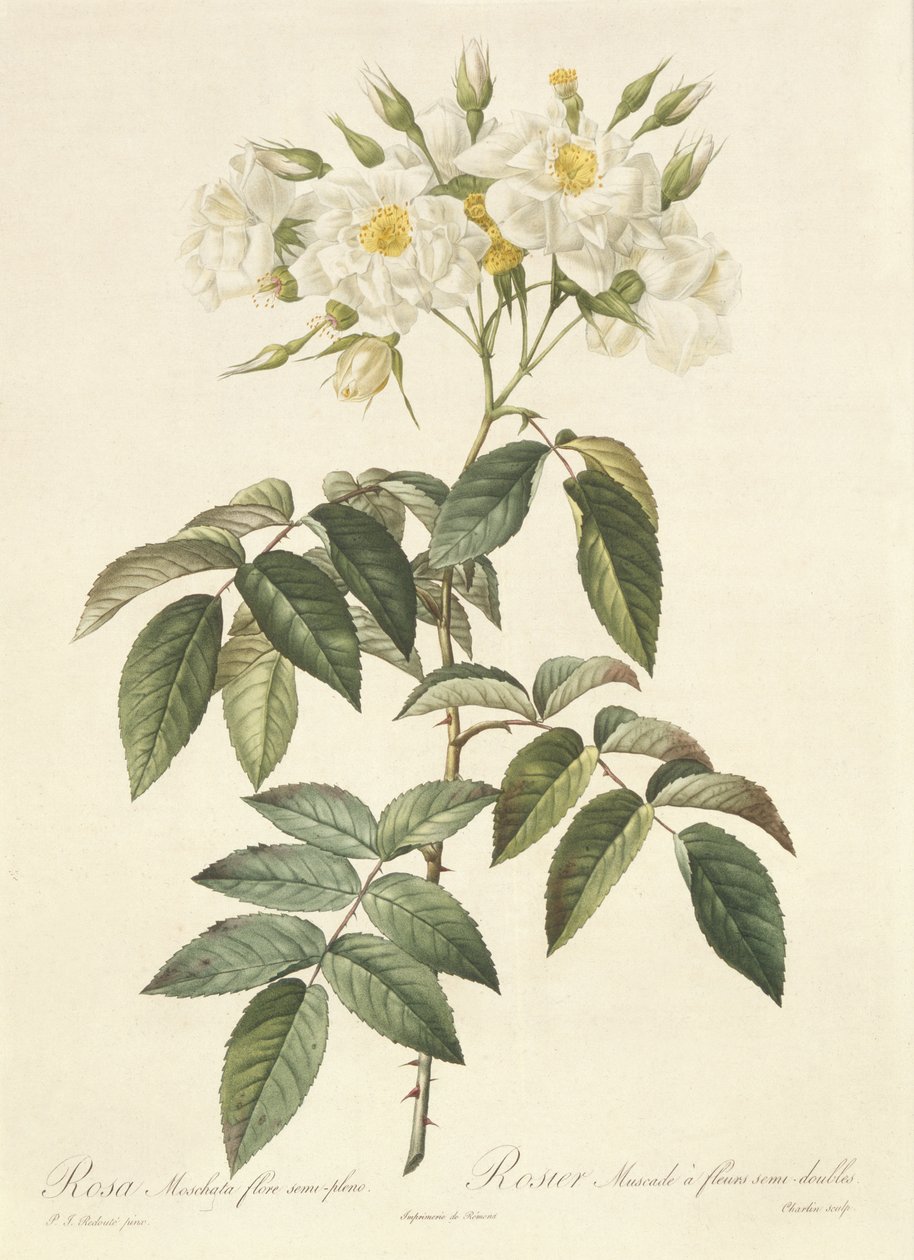 Rosa Moschata Flora Semi-Pleno - Pierre Joseph Redouté