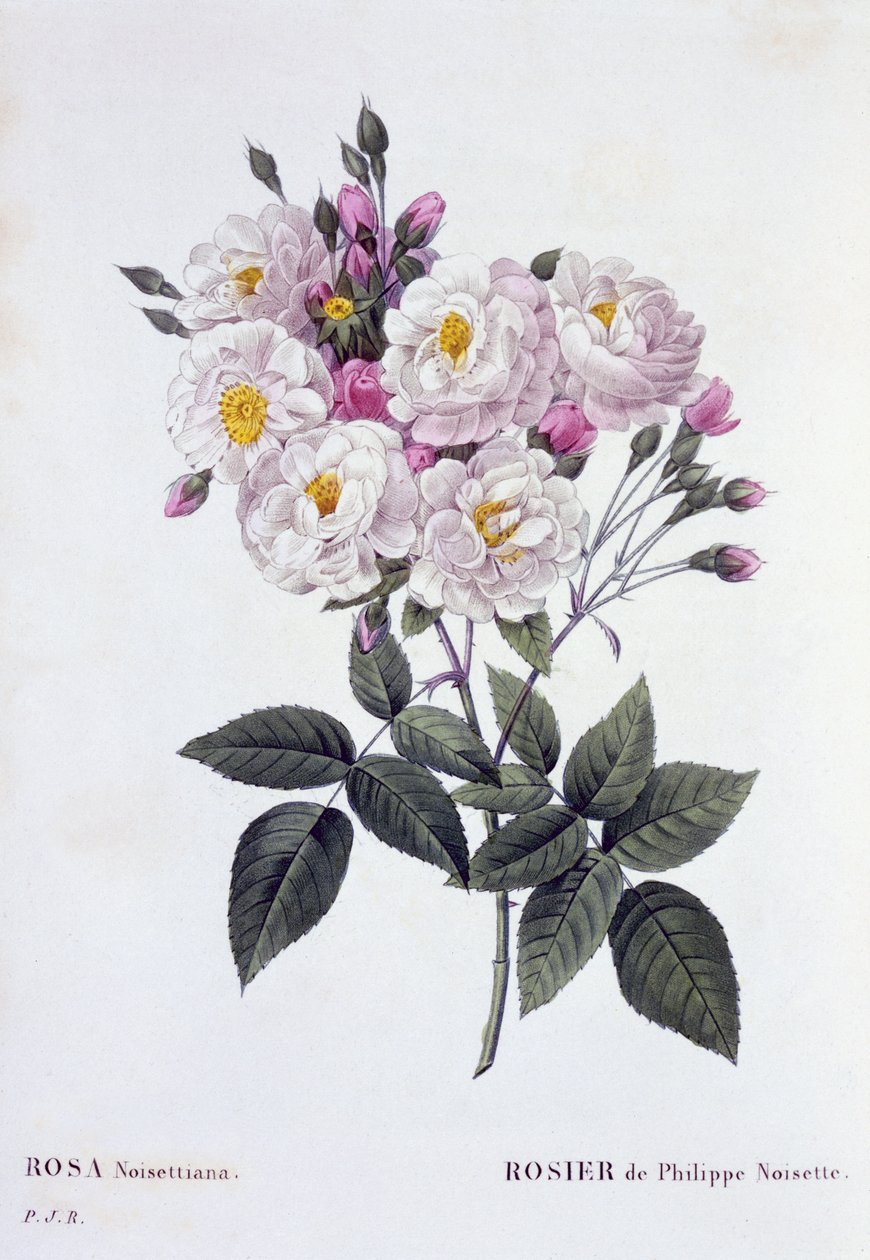 Rosa Noisettiana, publié 1824-26 - Pierre Joseph Redouté