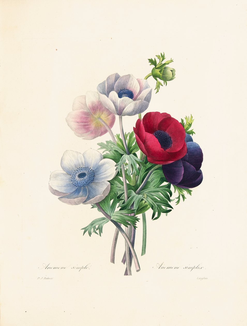 Anémone, gravée par Langlois, de 