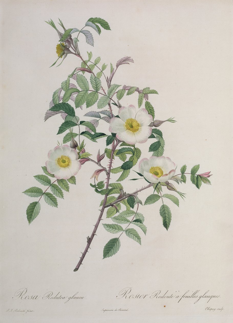 Rosa Redutea glauca, gravée par Chapuy, publiée par Remond - Pierre Joseph Redouté