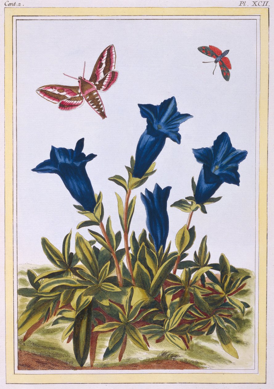 Gentiane bleue (fleur trompette), c.1776 - Pierre Joseph Buchoz