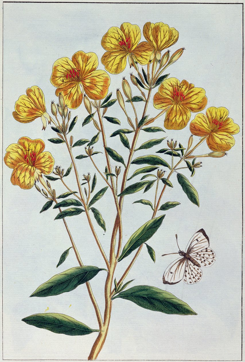 Primevère du soir, planche 73 de 