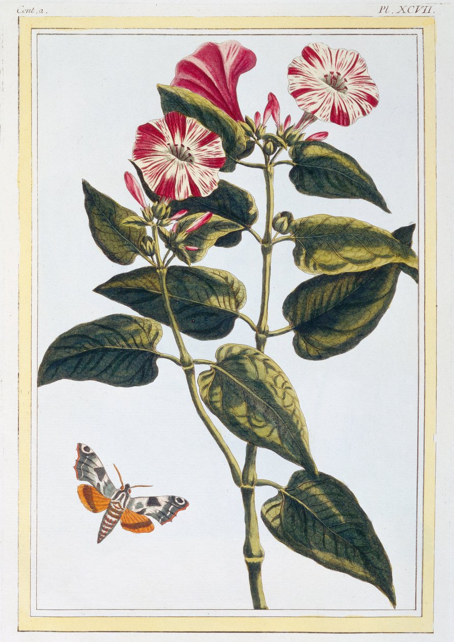 Gloire du matin, c.1766 - Pierre Joseph Buchoz