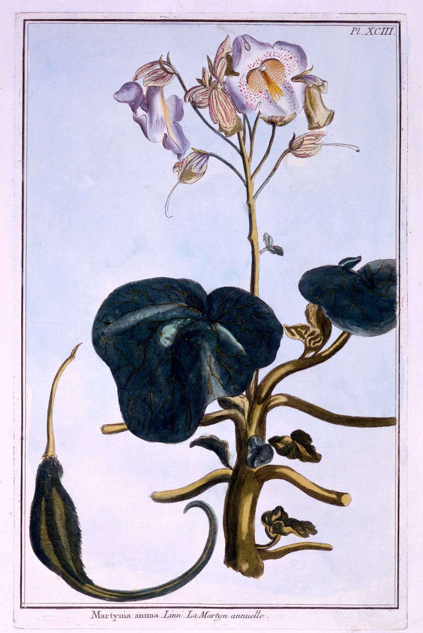 Fleur de Proboscis - Pierre Joseph Buchoz