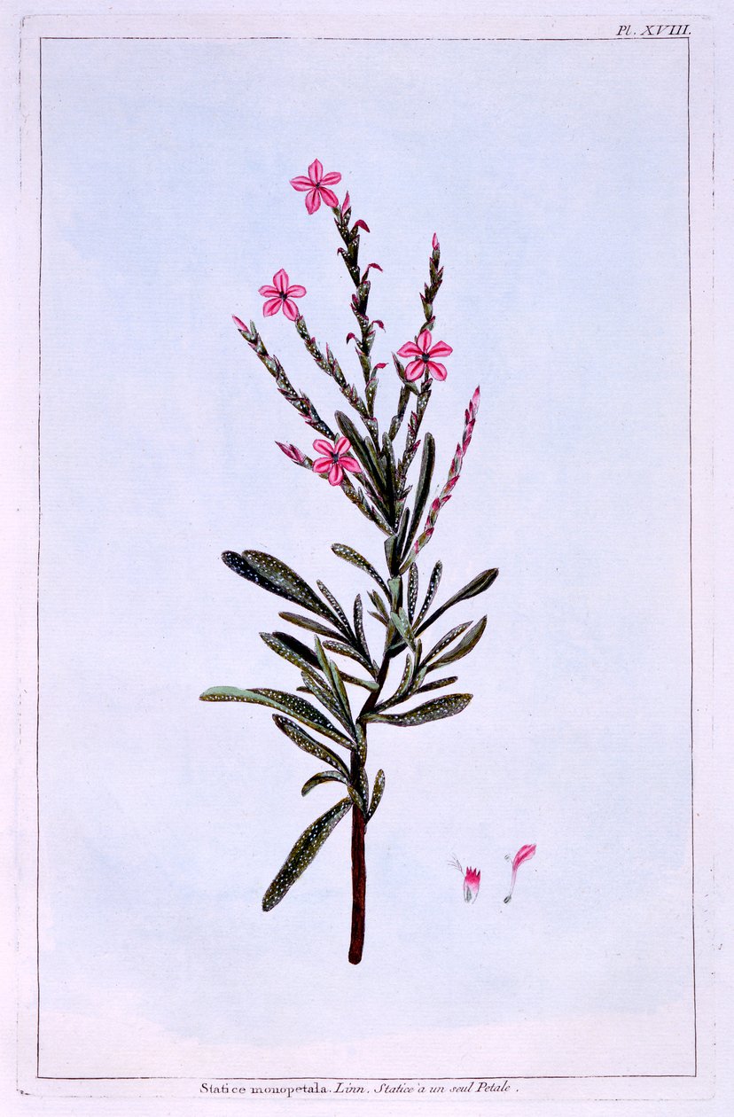 Statice, Phyllostachys spicata - Pierre-Joseph Buchoz