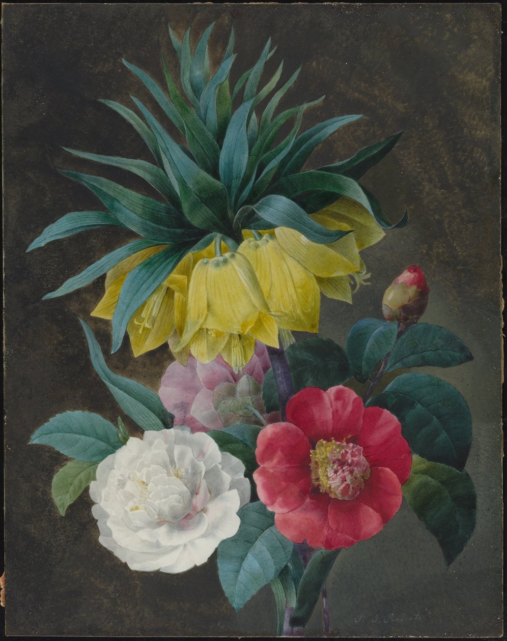 Quatre pivoines et une couronne impériale - Pierre Joseph Redouté