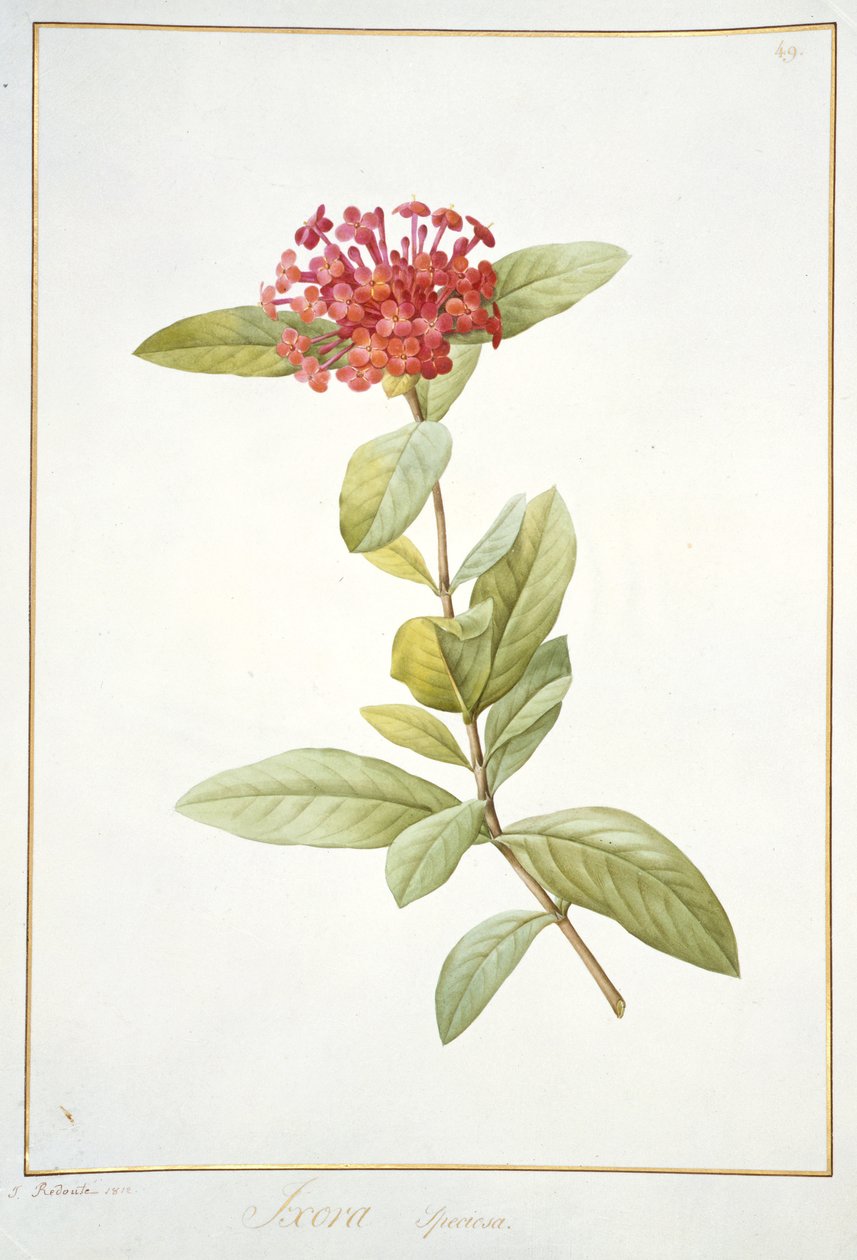 Ixora speciosa, 1812 - Pierre Joseph Redouté