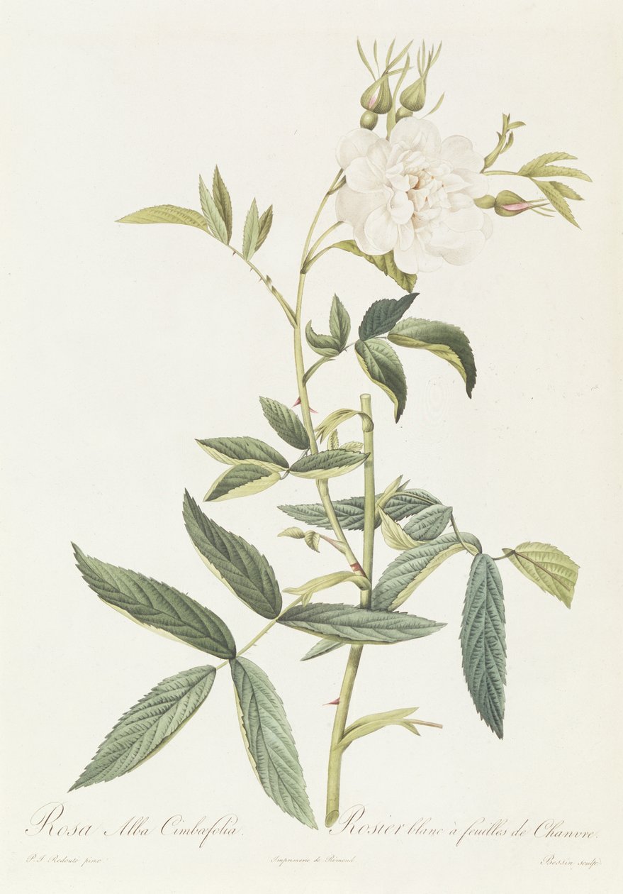 Rosa Alba Cimbaefolia - Pierre Joseph Redouté