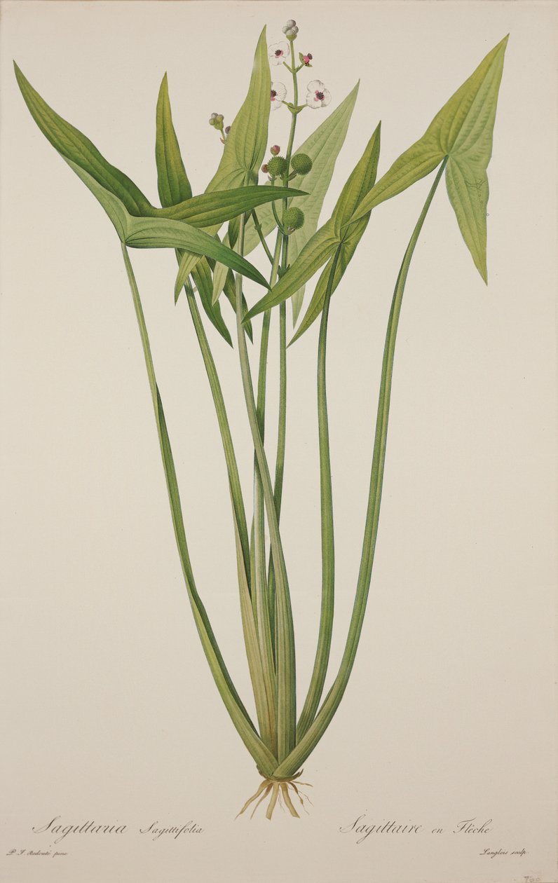 Sagittaria, gravé par Langlois - Pierre Joseph Redouté