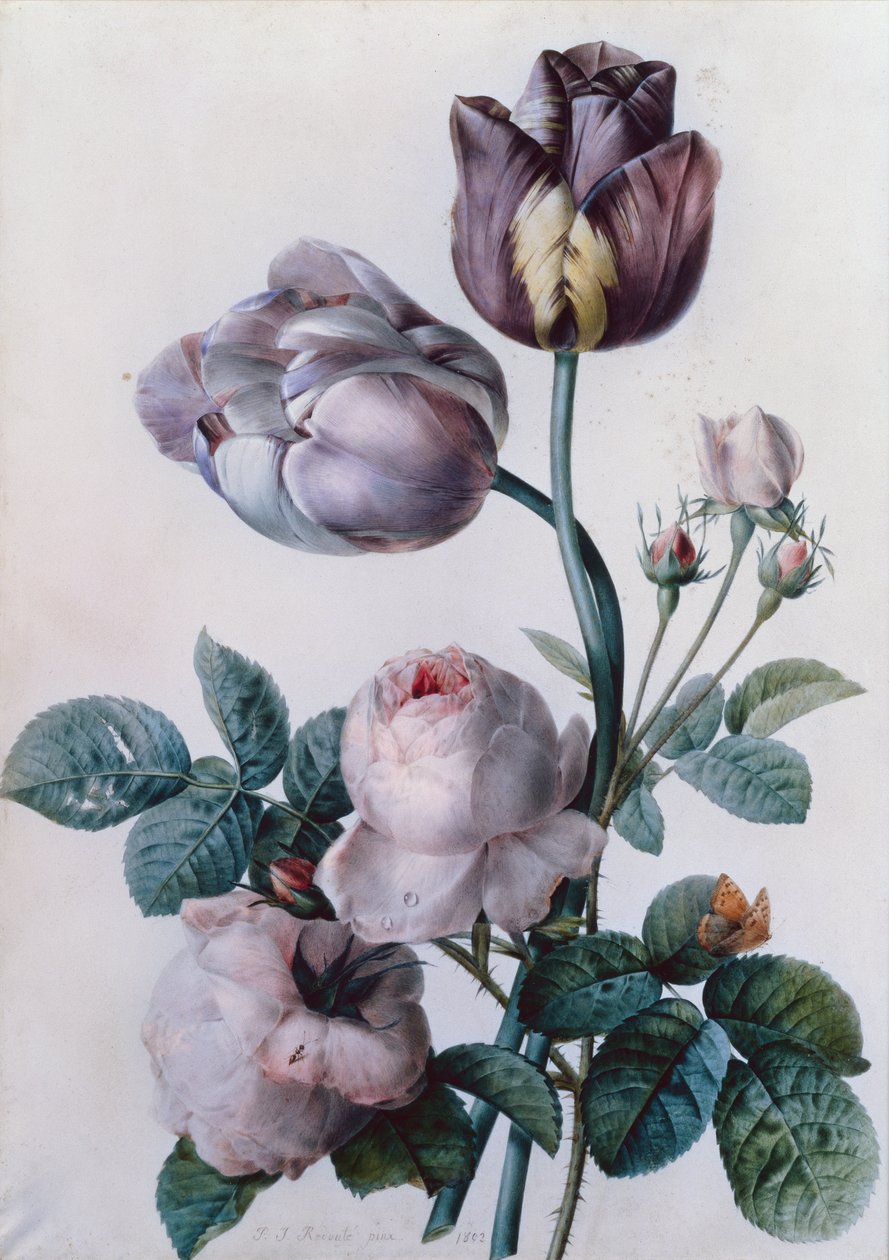 Une rose chou, deux tulipes, un petit papillon tortue, prairie jaune - Pierre Joseph Redouté