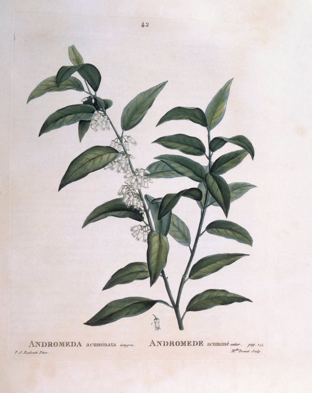 Andromède acuminée, planche botanique par Pierre Joseph Redouté - Pierre Joseph Redouté