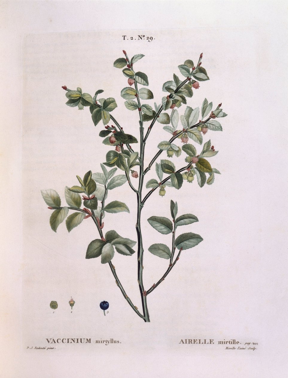 Myrtille (Vaccinium myrtillus), planche botanique par Pierre Joseph Redouté - Pierre Joseph Redouté