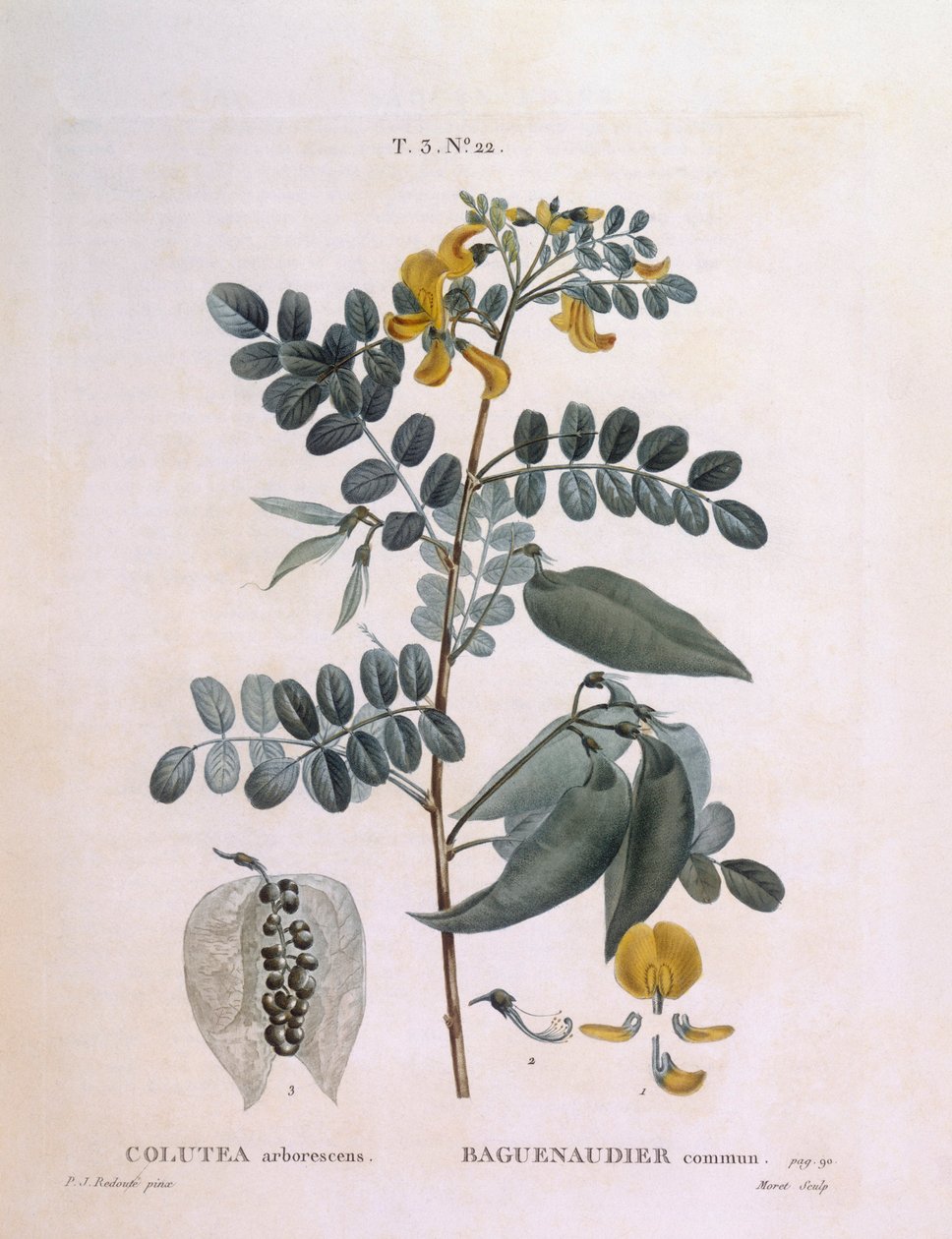 Séné en arbre (Colutea arborescence), planche botanique par Pierre Joseph Redouté - Pierre Joseph Redouté