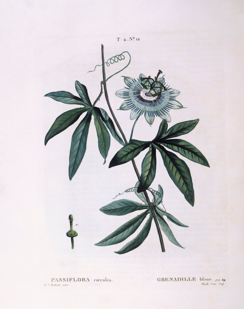 Passiflore bleue (Passiflora caerulea), planche botanique par Pierre Joseph Redouté - Pierre Joseph Redouté