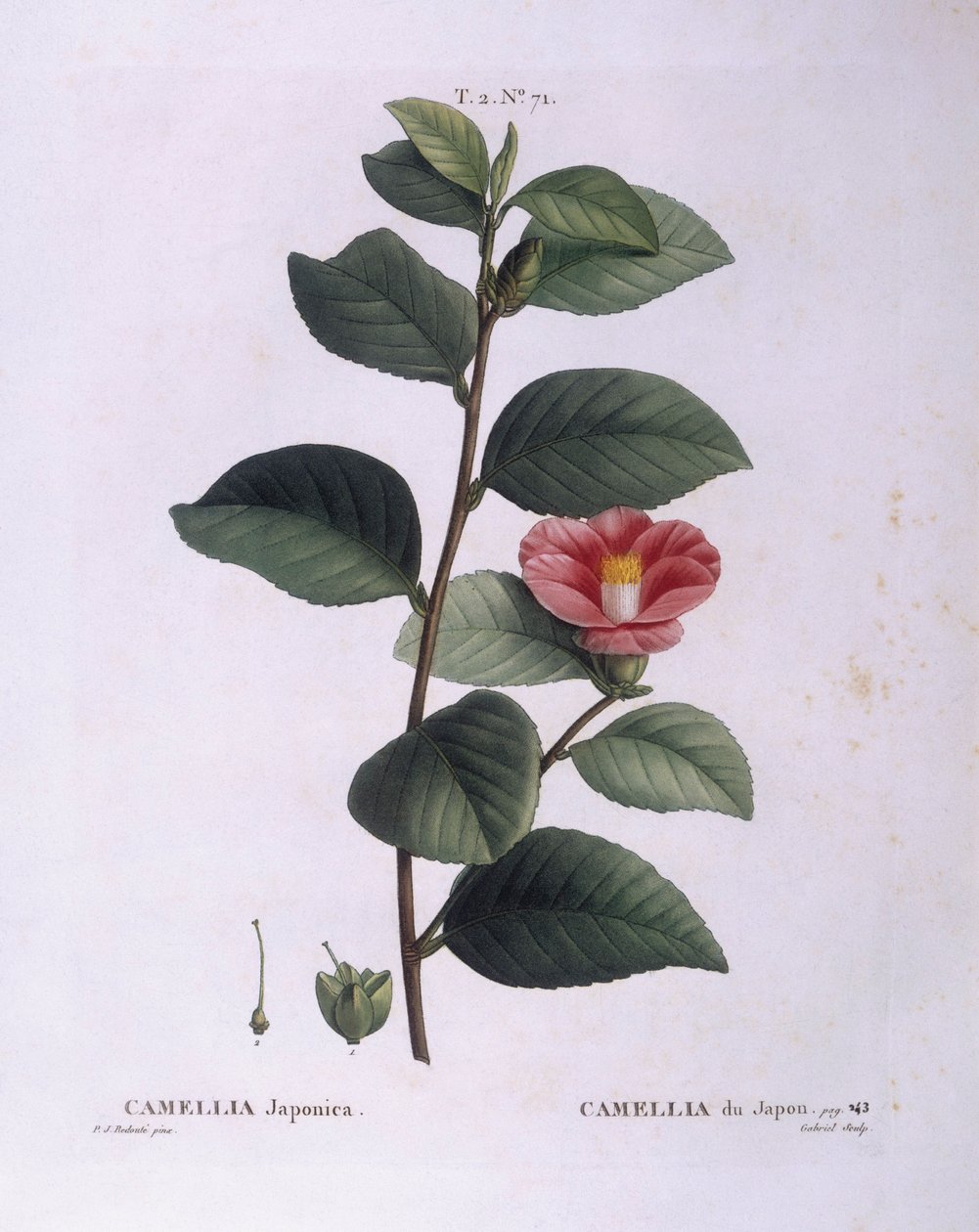 Camélia (Camellia japonica), planche botanique par Pierre Joseph Redouté - Pierre Joseph Redouté