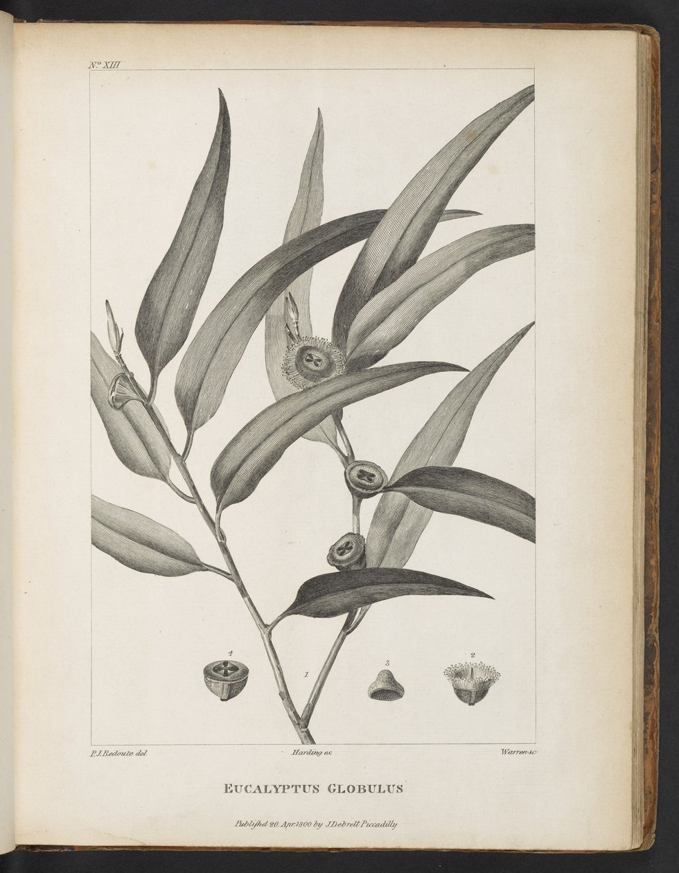 Eucalyptus Globulus de 