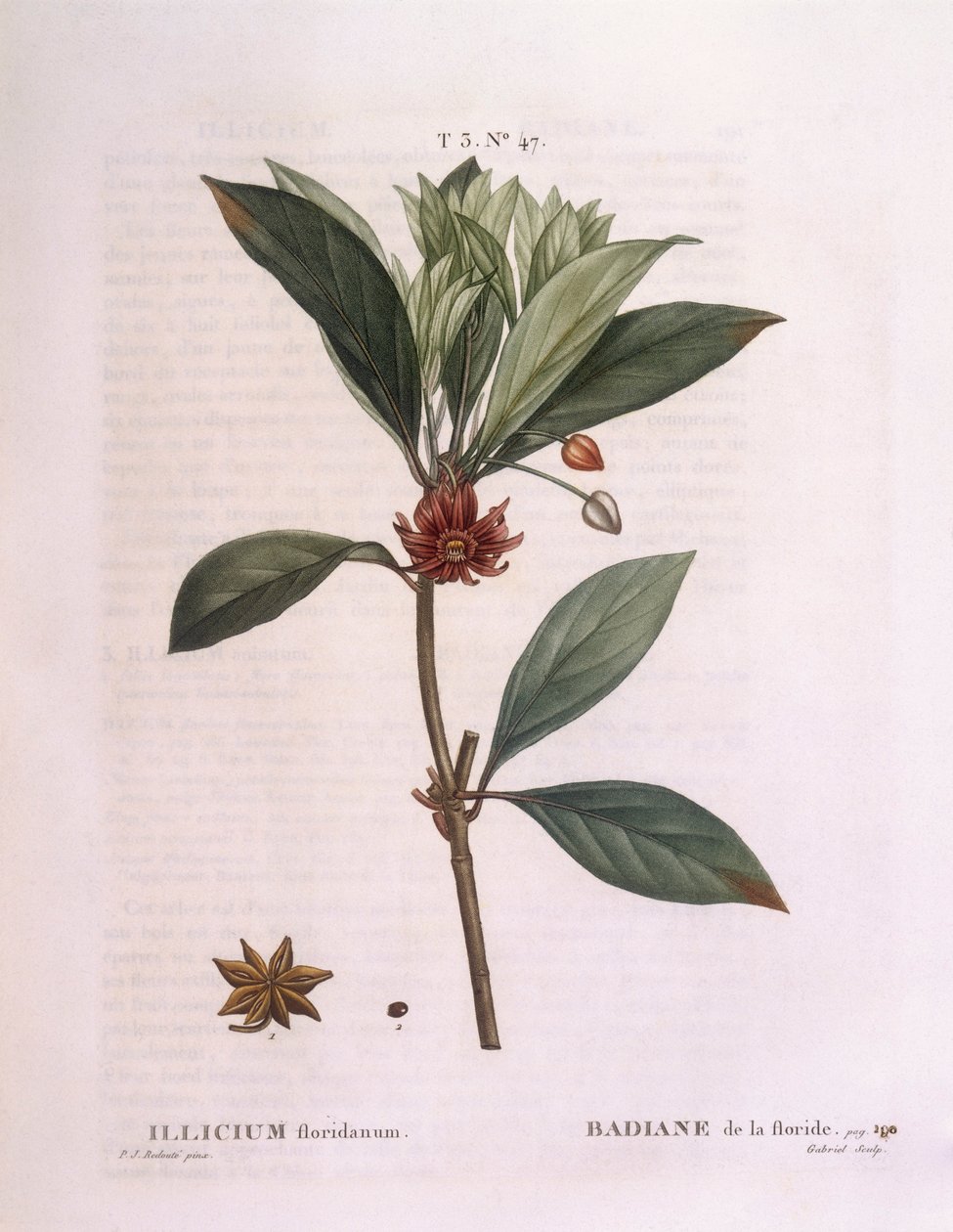 Anis de Floride (Illicium floridanum), planche botanique de Henry Louis Duhamel du Monceau par Pierre Joseph Redouté - Pierre Joseph Redouté