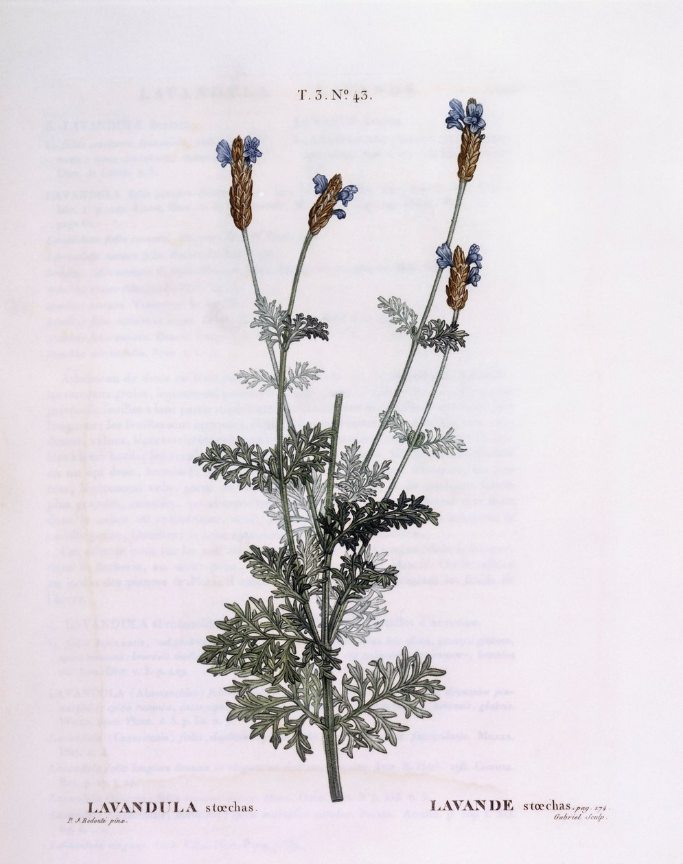 Lavande française (Lavandula stoechas), Henry Louis Duhamel du Monceau, planche botanique par Pierre Joseph Redouté - Pierre Joseph Redouté