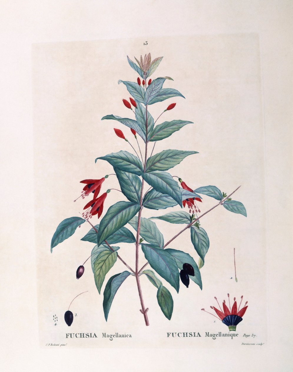 Fuchsia (Fuchsia magellanica), planche botanique par Pierre Joseph Redouté - Pierre Joseph Redouté