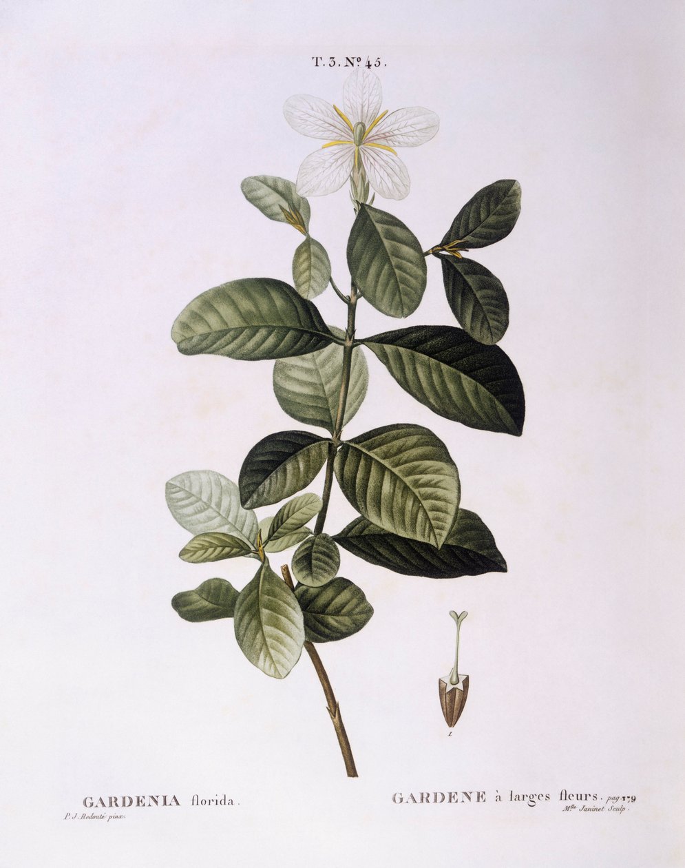 Gardenia (Gardenia florida), planche botanique par Pierre Joseph Redouté - Pierre Joseph Redouté