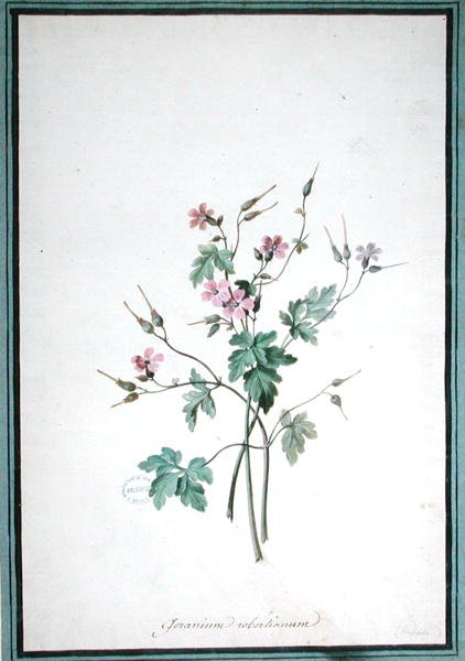 Géranium Robertianum - Pierre Joseph Redouté