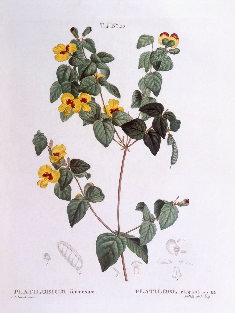 Platylobe élégant (Platylobium formosum), Henry Louis Duhamel du Monceau, planche botanique par Pierre Joseph Redouté - Pierre Joseph Redouté